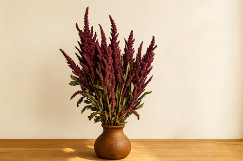 Amaranthus Rot Natur - Getrockneter Fuchsschwanz für Deko, 45 cm