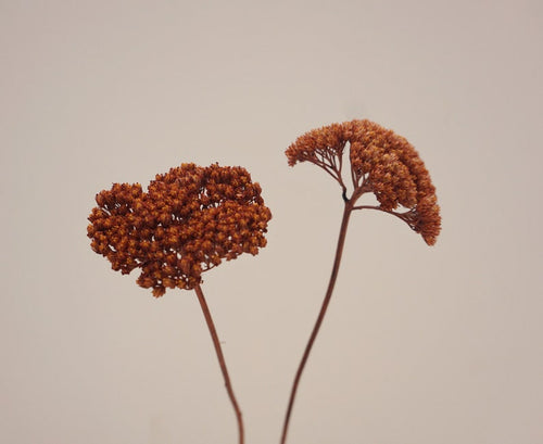 5 Stiele Getrocknete Achillea Parker Orange Grün Weiß 40-45cm Trockenblumen Hochzeitsdekoration