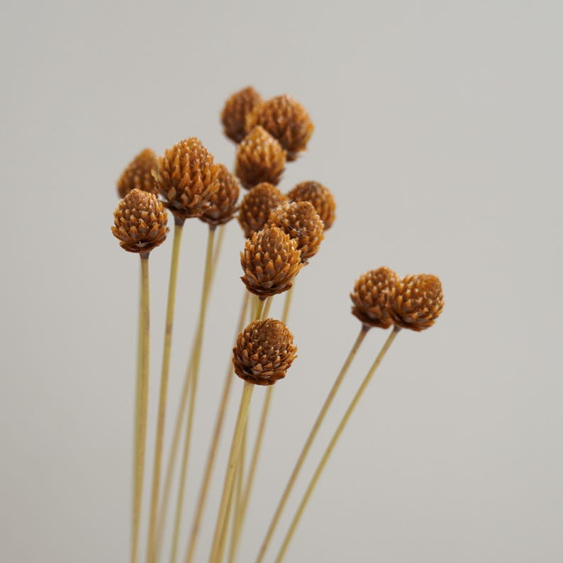 Miniatur-Kiefernzapfenstrauß, 30 getrocknete Blumen, geeignet zur Dekoration, Naturprodukt