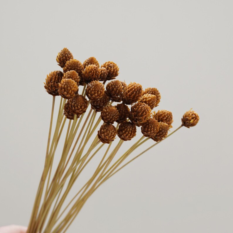 Miniatur-Kiefernzapfenstrauß, 30 getrocknete Blumen, geeignet zur Dekoration, Naturprodukt