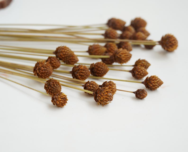 Miniatur-Kiefernzapfenstrauß, 30 getrocknete Blumen, geeignet zur Dekoration, Naturprodukt